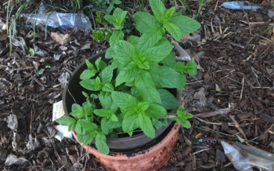 Have you started your garden yet?