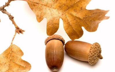 Use Outdoor Play to Build Math & Reading Literacy