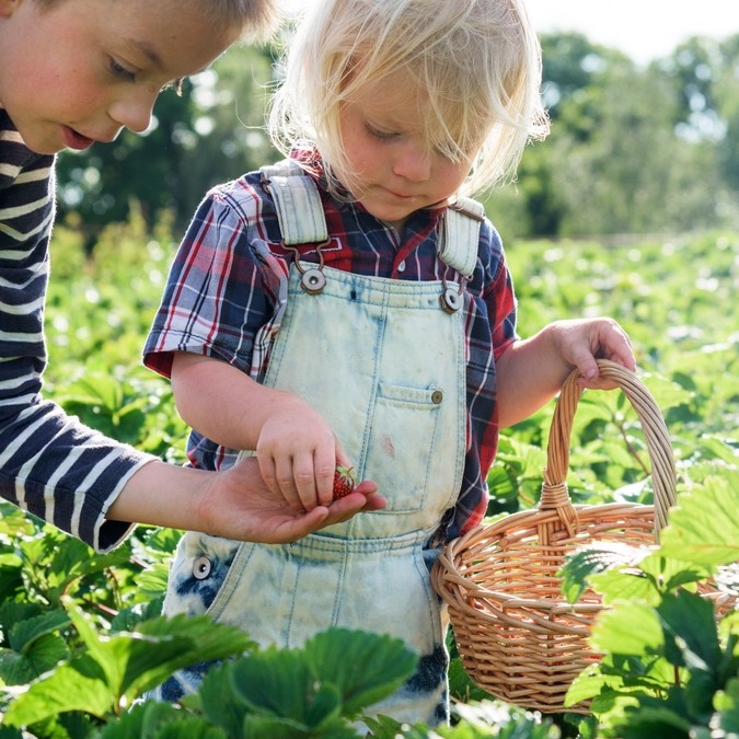 Strawbery Fields Forever